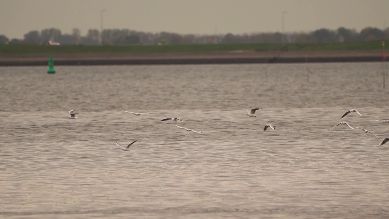 一群黑头鸥(Chroicocephalus ridibundus)在Oosterschelde河的水面上捕食——慢镜头视频素材