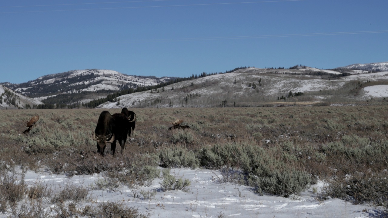 WS 4K延时镜头的6公牛驼鹿(Alces Alces)放牧/战斗在金色的荞属科植物田里后，一场新雪视频下载