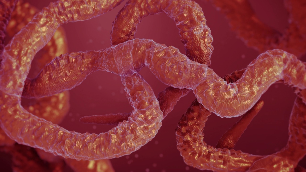埃博拉病毒。视频下载