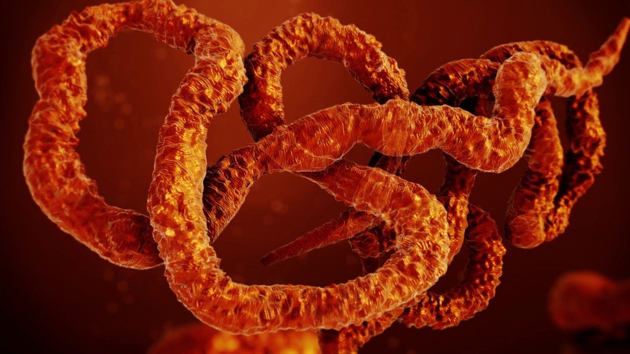 埃博拉病毒。视频下载