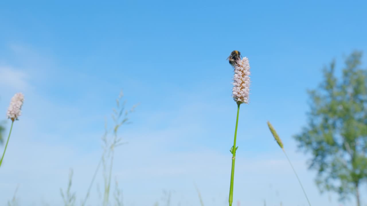 大黄蜂收集花粉。欧洲苦苣苔花，苦苣苔。欧洲。缓慢的运动。视频素材
