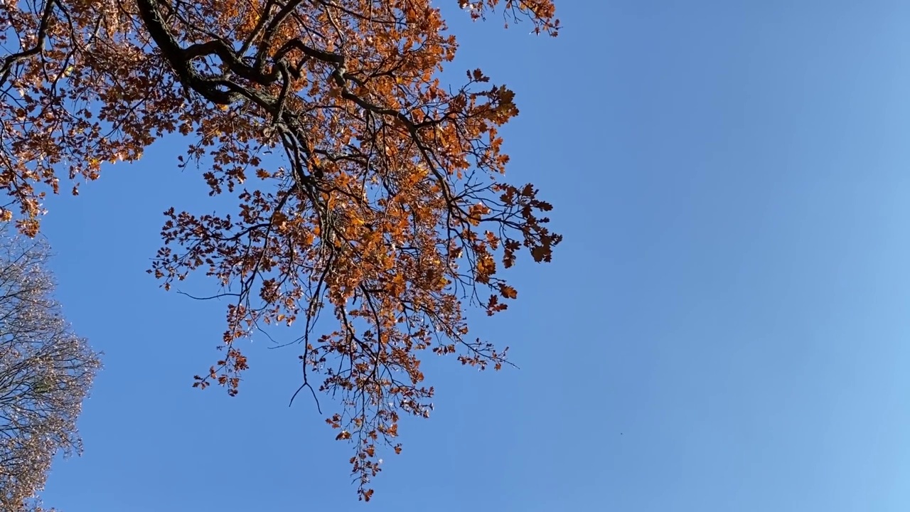公园里挂着秋叶的红橡树树枝视频素材
