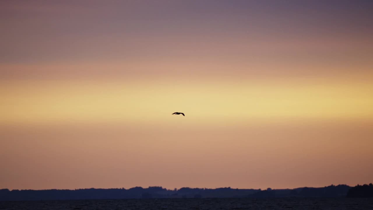 日出时海鸥飞过海面的剪影视频素材