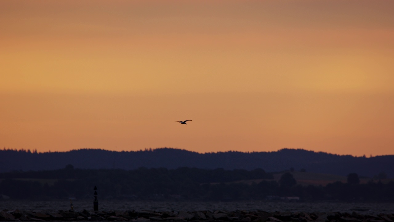 日出时飞过海面的海鸥视频素材