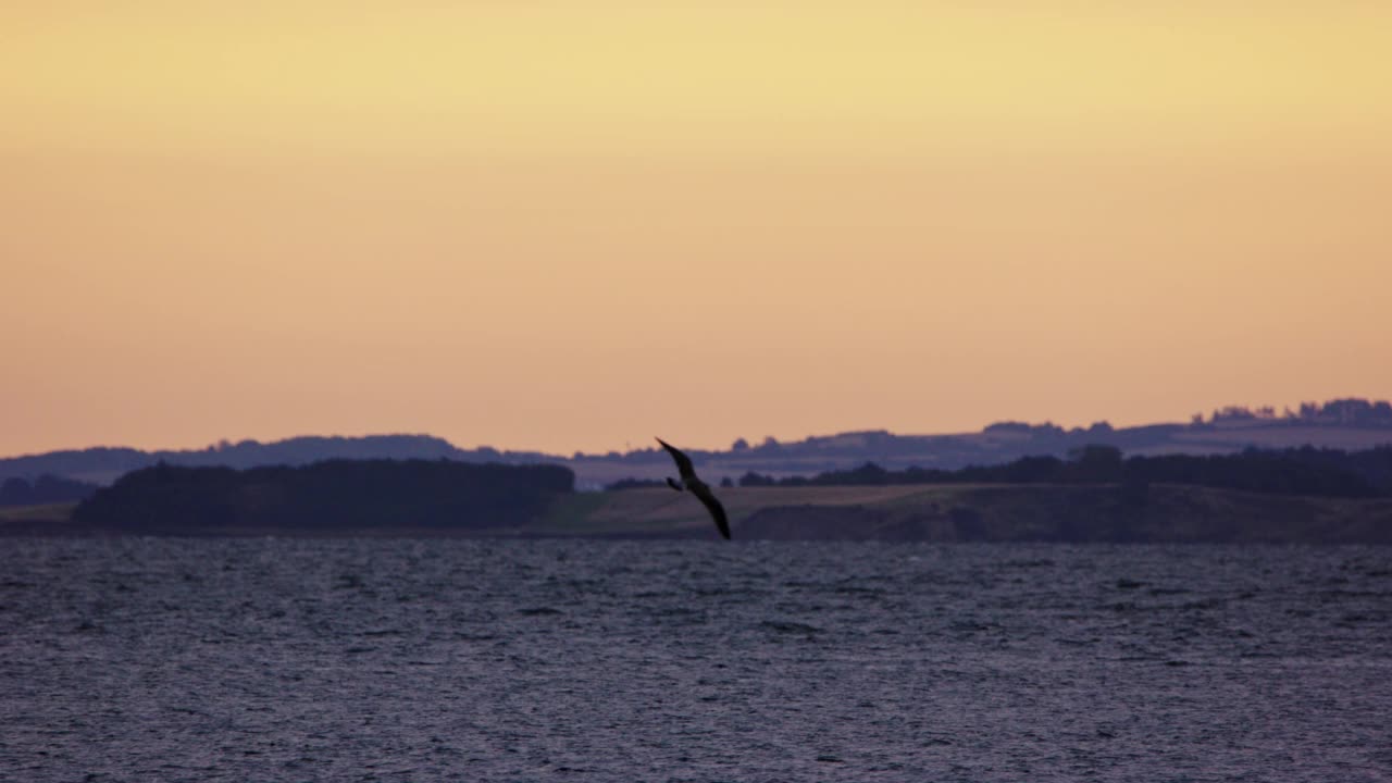 海鸥在黎明飞过大海视频素材