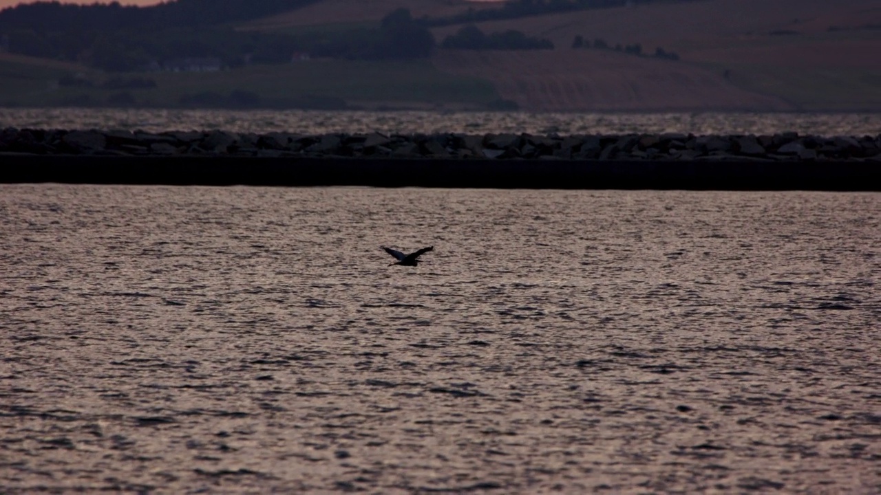 海鸥在黎明飞过大海视频素材