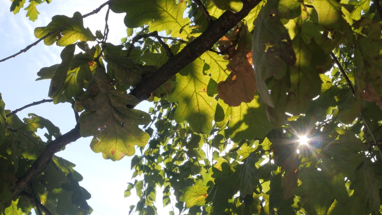 清晨的阳光透过橡树的叶子，近处视频下载