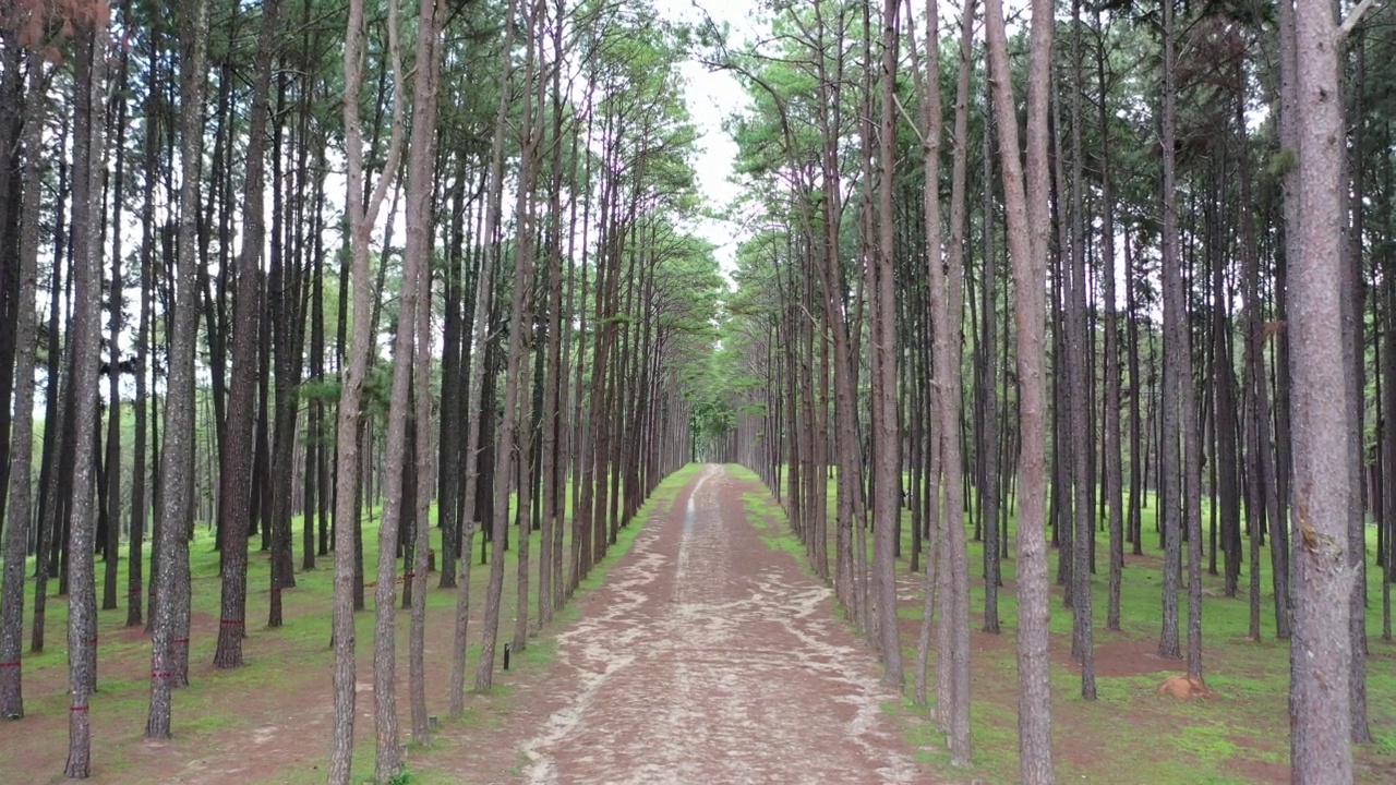 松树在松树林中整齐地成行生长，线与线之间的间距相等。视频下载