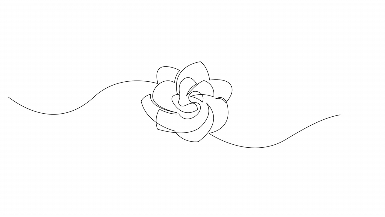 自绘动画牡丹花在白色背景。连续的单线艺术。4 k。视频下载