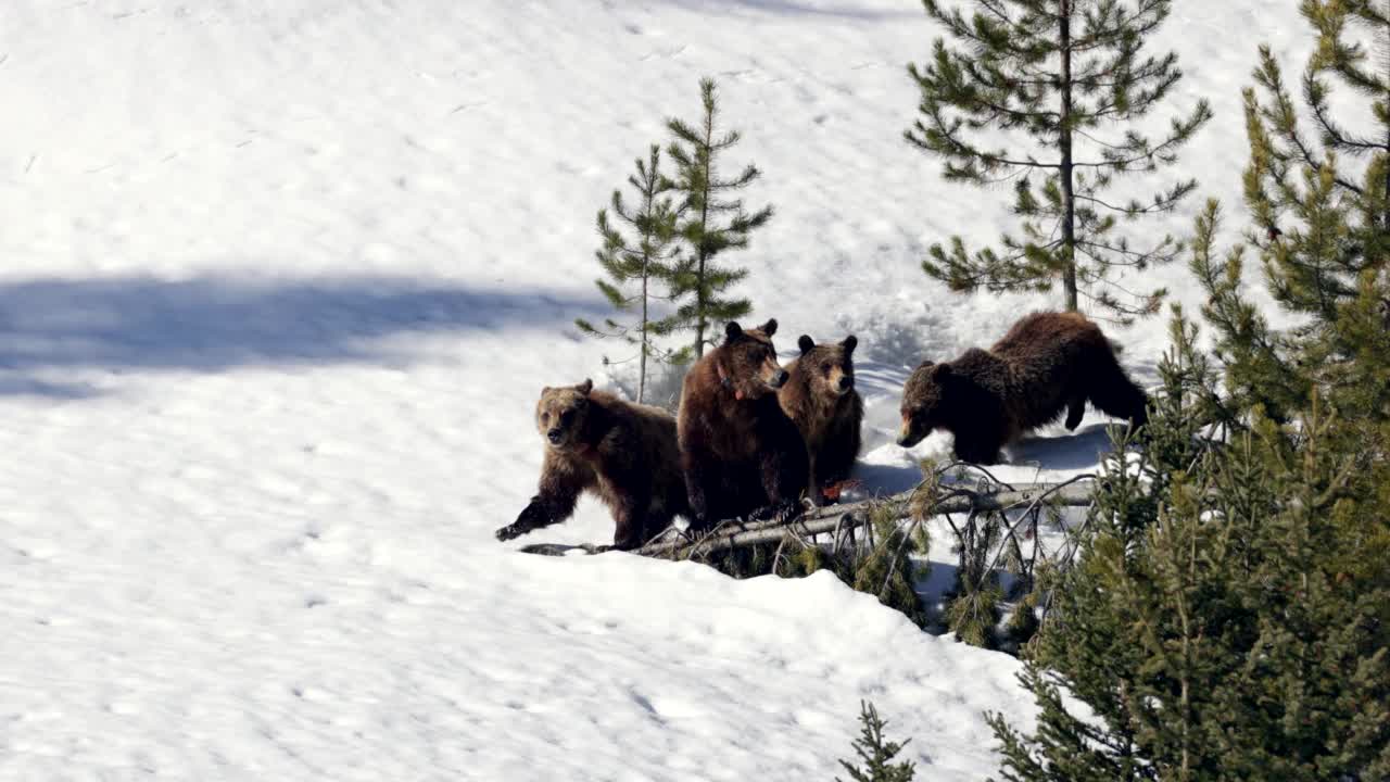 MS 4K拍摄的著名灰熊#399和她的4只幼崽(Ursus arctos)走进相机视频素材