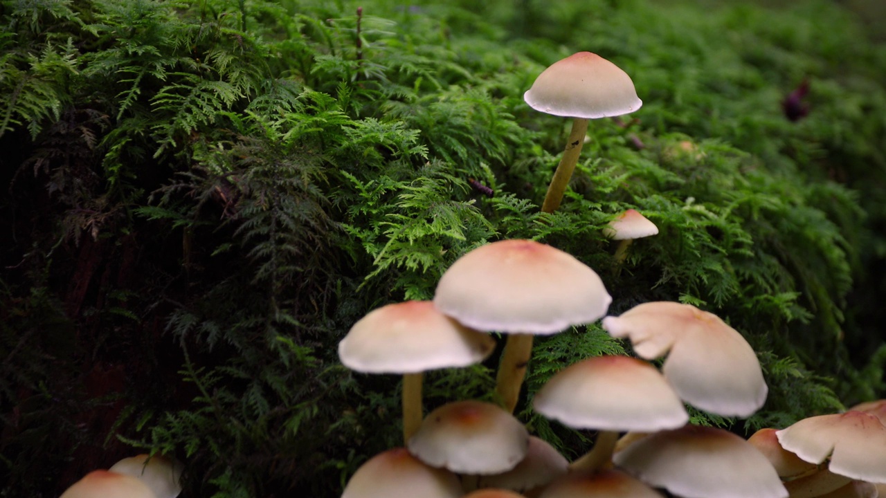 长满苔藓的森林地面上美丽的黄白色蘑菇。视频素材