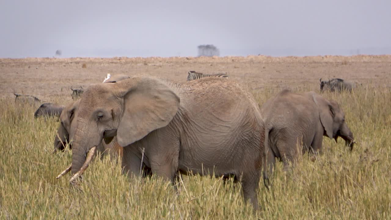 肯尼亚安博塞利国家公园里的一群大象视频素材