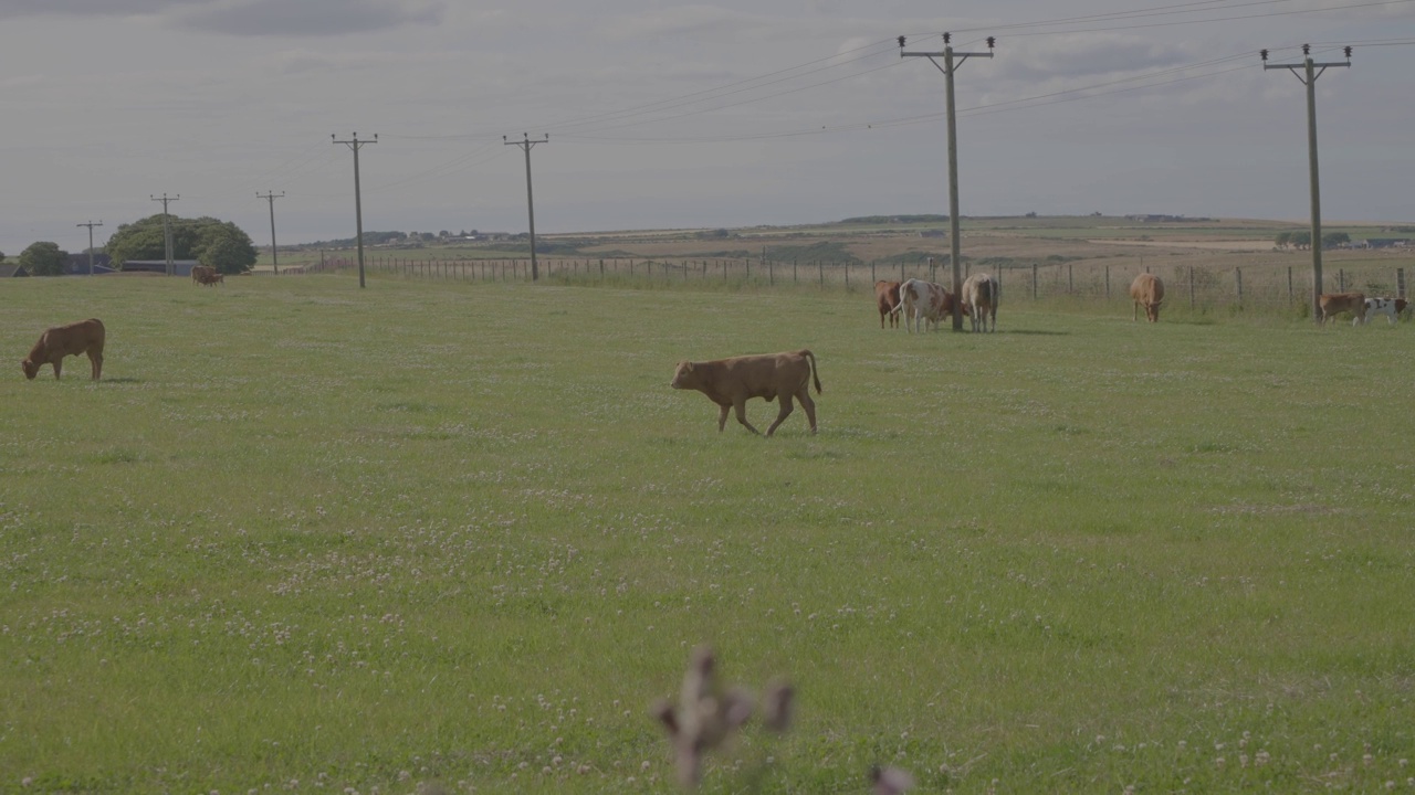 在绿野上吃草的牛。视频素材