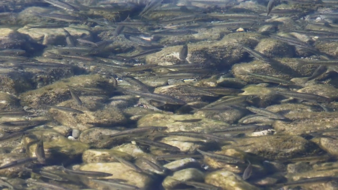 清澈的水中有许多鱼视频下载