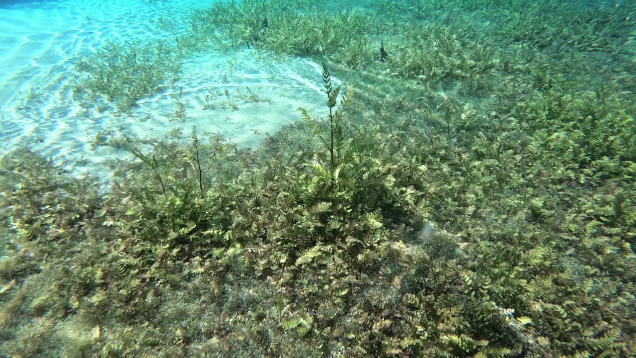 海底有石头，植物和阳光视频下载