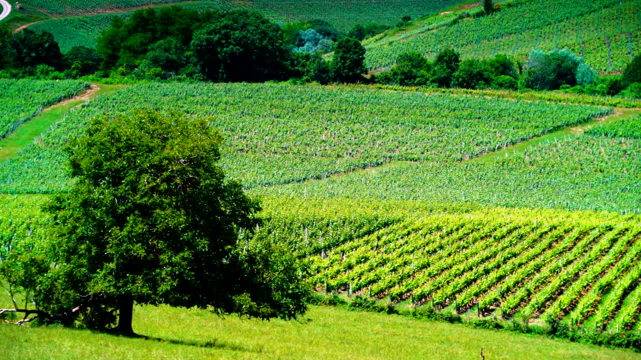 法国汝拉地区的绿色葡萄园视频素材