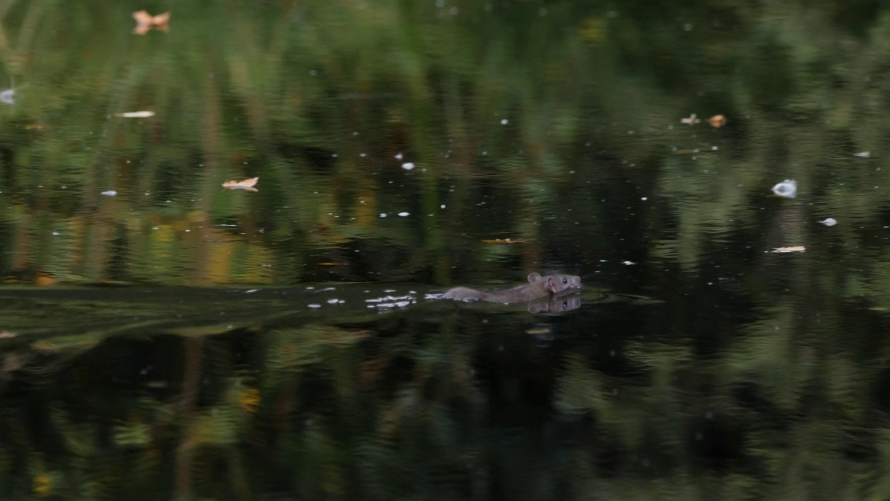 忙碌的老鼠游过池塘，啮齿动物准备过冬，追踪射击视频素材
