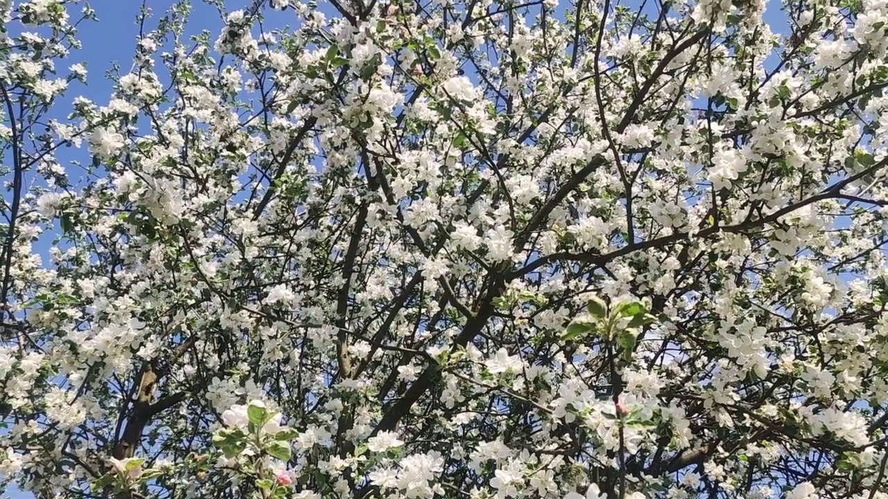 盛放的苹果园。春天开花的苹果树。视频素材