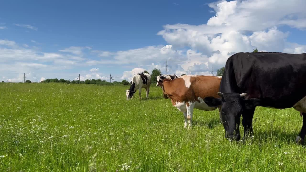 农场的奶牛在绿色的田野上吃草。农业产业。视频下载