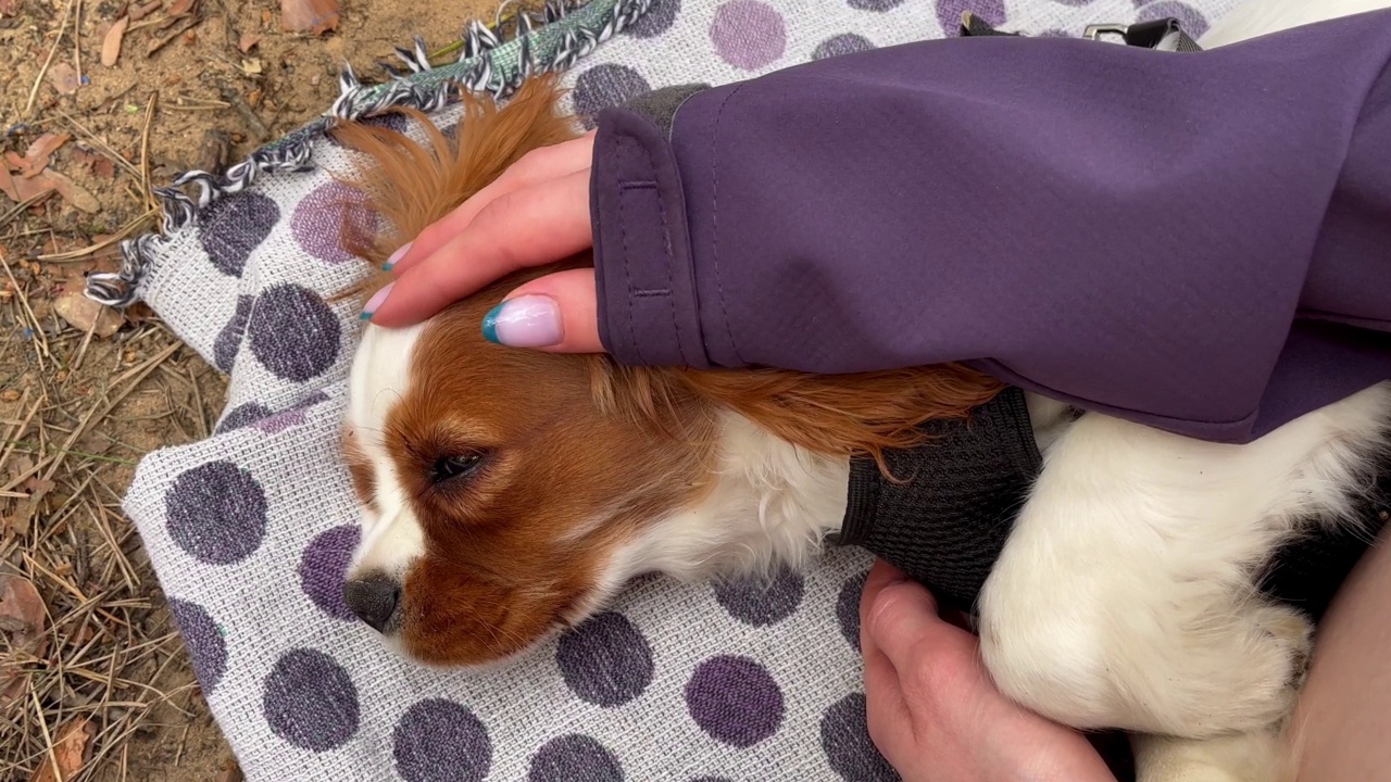 野餐时，一位女士的手抚摸着一只可爱的红色小猎犬。爱护和照顾宠物。视频下载