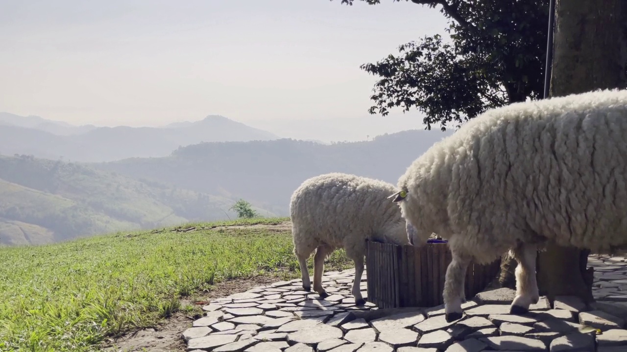 在山区的农场里，绵羊在饮用特制的水。视频素材