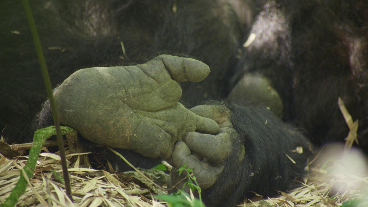 卢旺达，一只年轻的大猩猩紧紧抓住自己的脚。视频下载