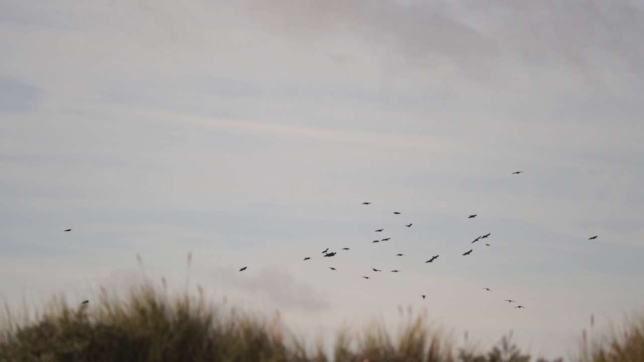 一小群西部寒鸦(coleus monedula)在沙丘上空飞翔——慢动作视频素材