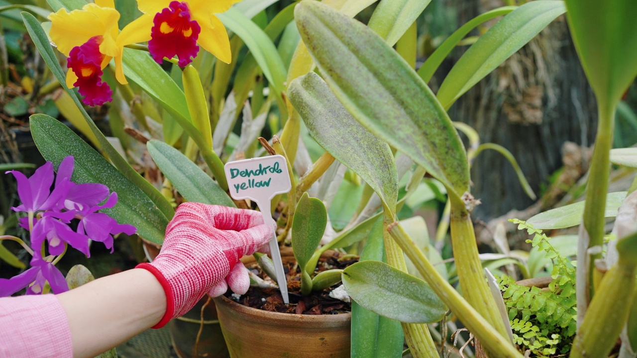 戴着手套的园丁把带名字的植物标签贴在花盆里视频下载