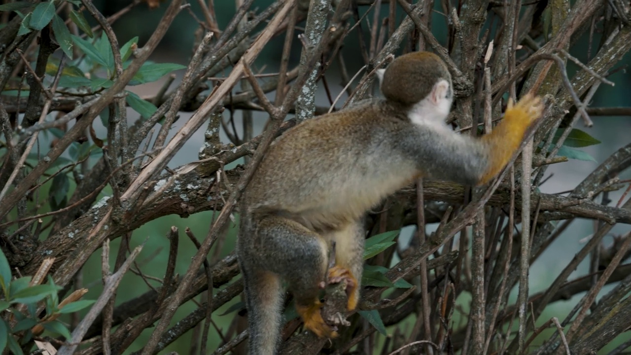 在哥斯达黎加，可爱的松鼠猴子在树上爬行视频素材