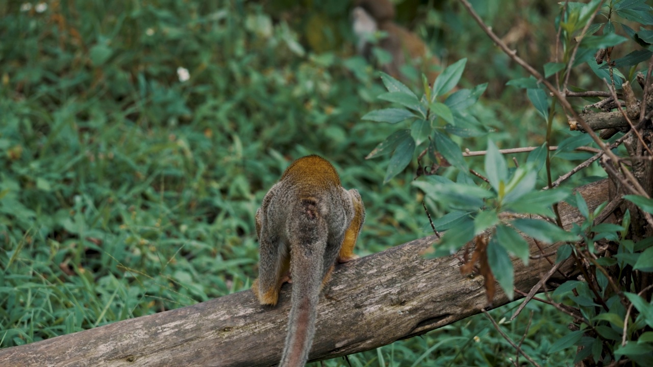 在哥斯达黎加，可爱的松鼠猴子在树上四处张望视频素材
