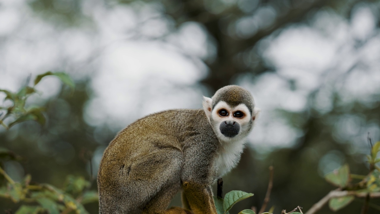 在哥斯达黎加，可爱的松鼠猴子坐在一棵树上，背景模糊视频素材