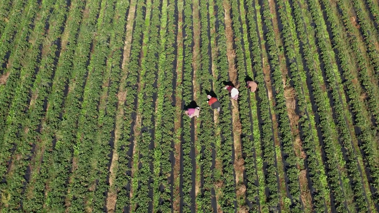 无人机视角下，农民在田间将草莓采摘到盒子里。有机和传统土壤耕作。食品和农业工业。视频素材