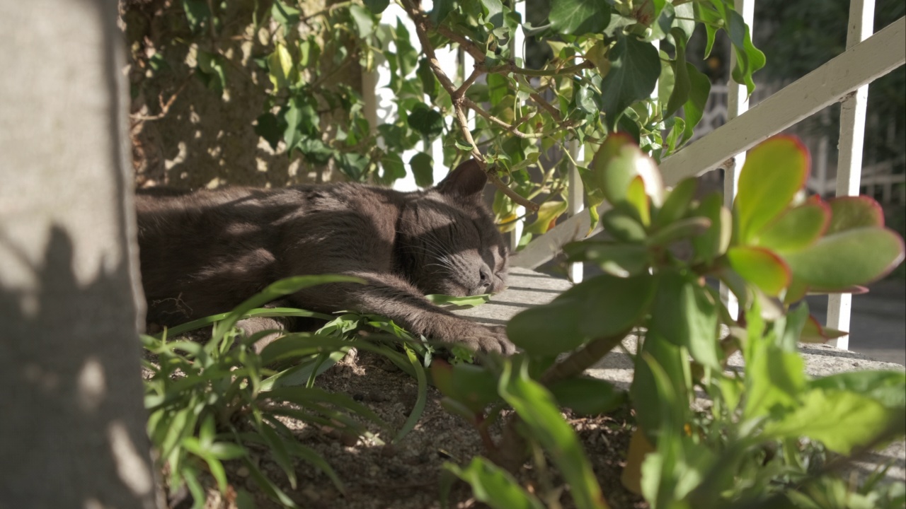 慵懒可爱的黑猫睡在夏天的家花园视频下载