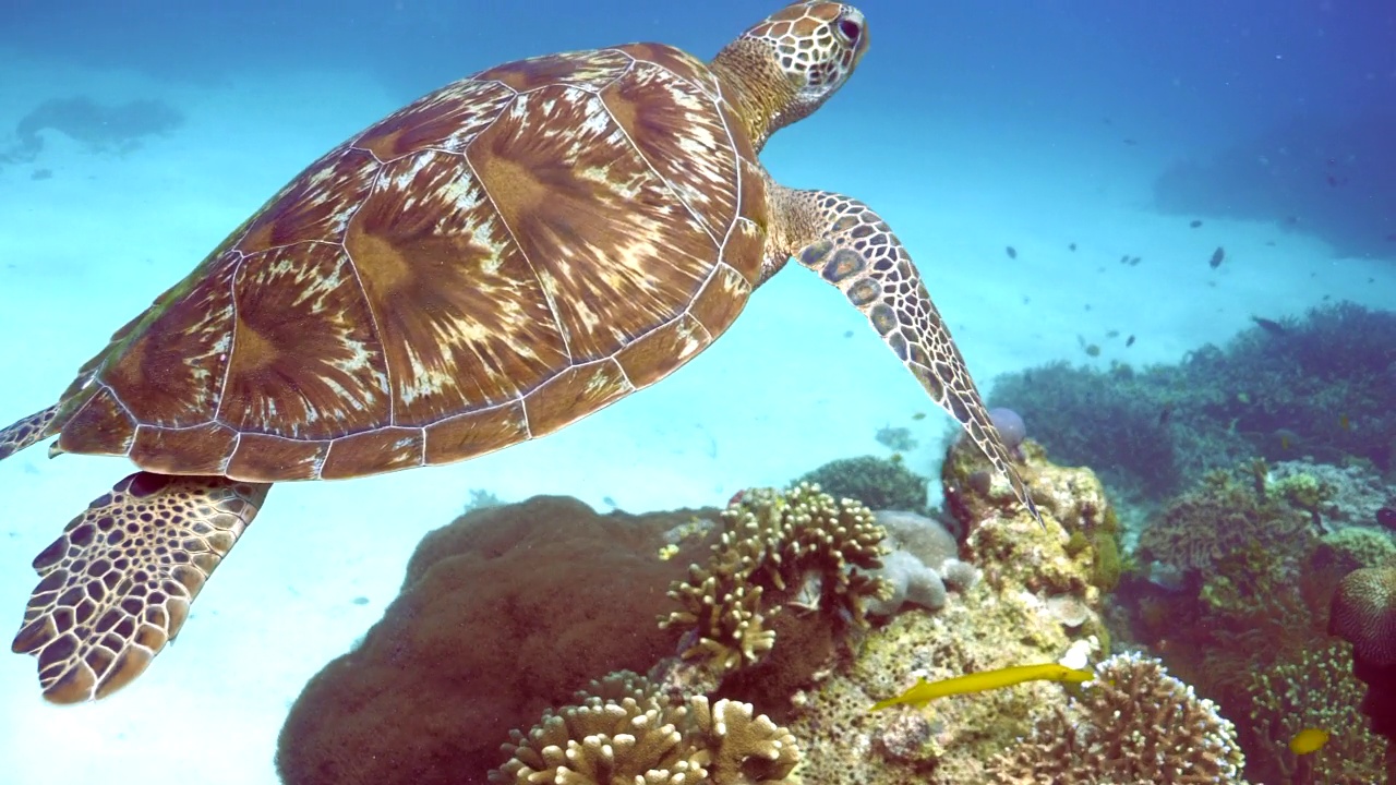 绿海龟在珊瑚礁上视频下载