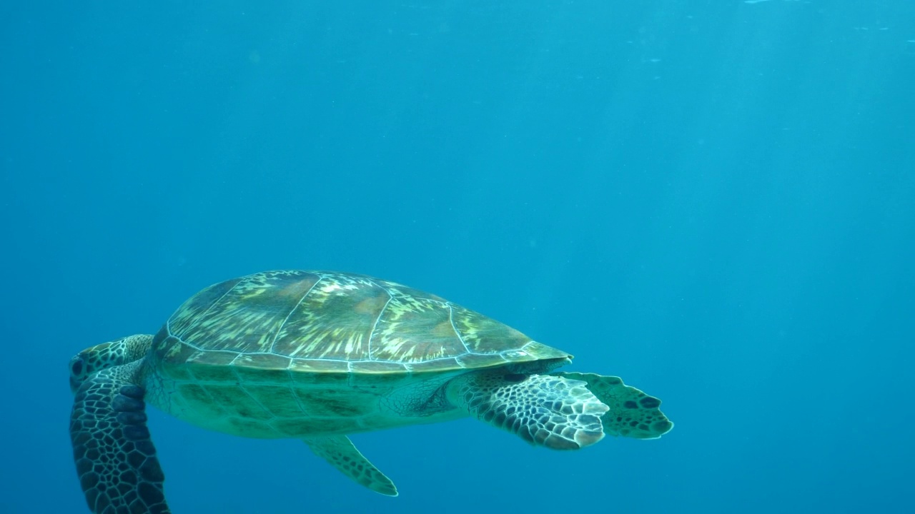 绿海龟在水中游泳视频下载
