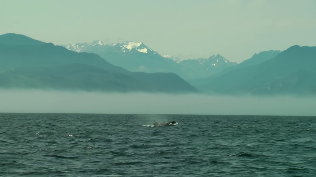 一对逆戟鲸在阿拉斯加水域游泳视频下载