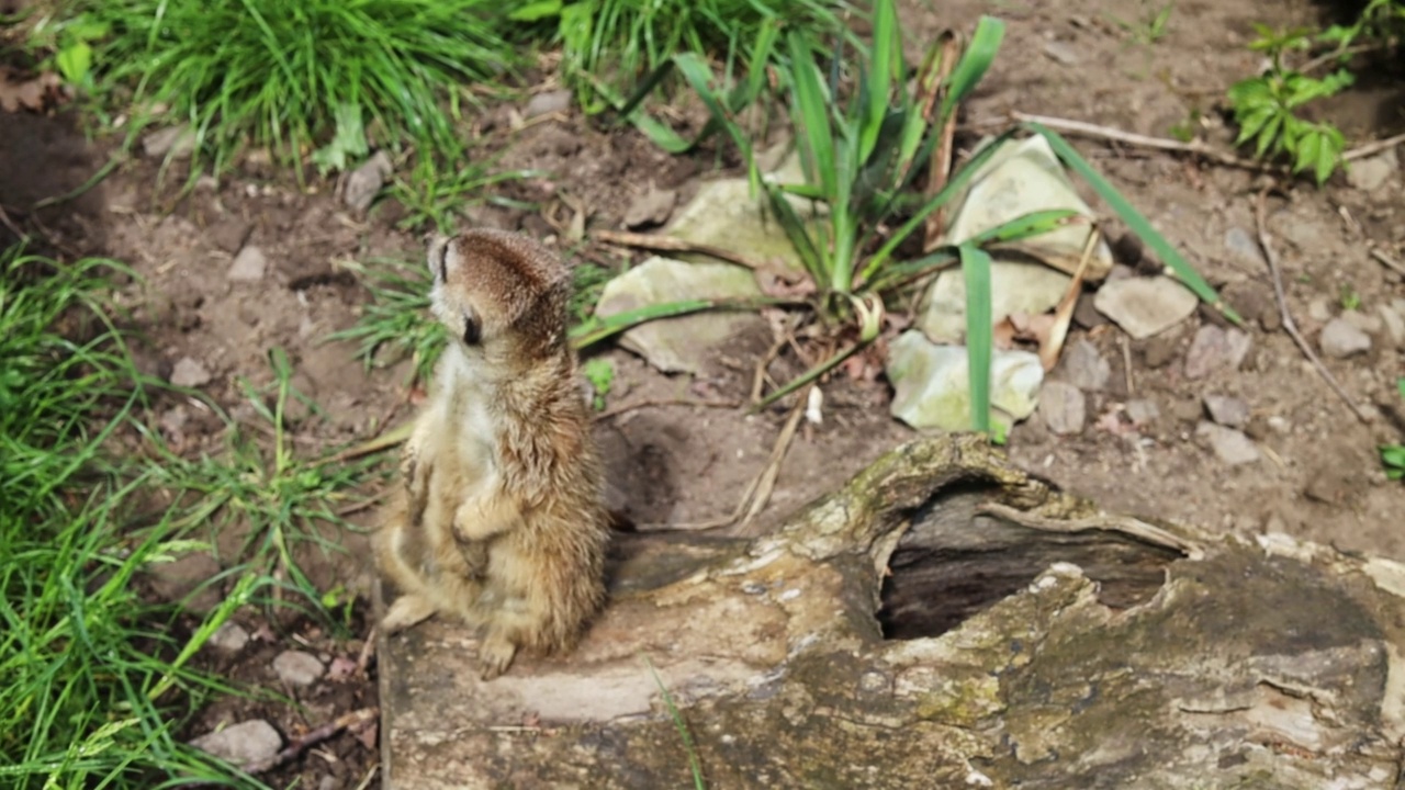 一只可爱的小猫鼬正坐在一根靠近草地的圆木上，背景模糊，四处张望视频素材