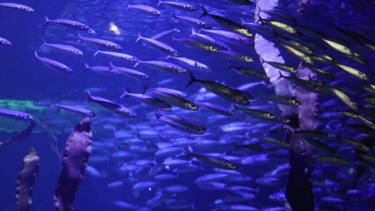 各种各样的鱼在蓝色水族箱里游泳视频素材