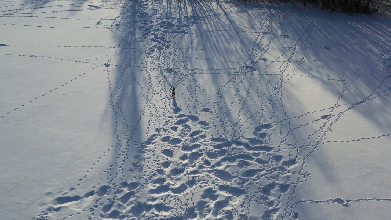 冬雪田野上孤独的狍子，空中视频素材