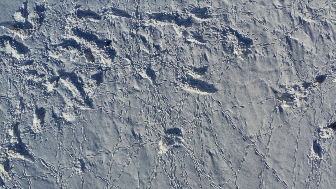 狍觅食的地方和动物的足迹在雪地上，空中视频下载