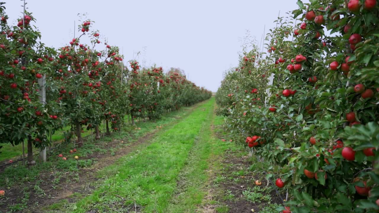 苹果果园。在秋天，无数的苹果树上结满了成熟的红苹果。丰收的季节视频下载