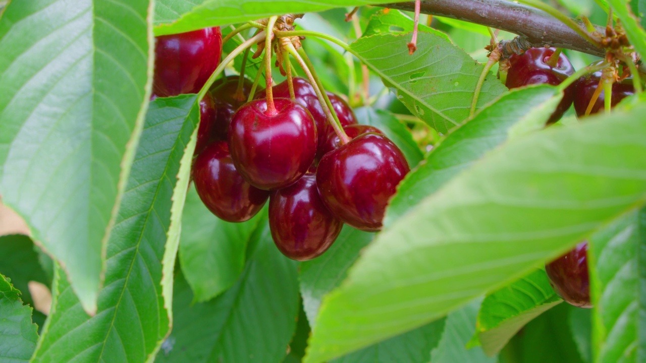 新鲜的有机多汁浆果挂在树枝上。夏天树上红熟的樱桃，慢动作，特写。果园。园艺。幸福的收获。农场里的晴天。视频素材
