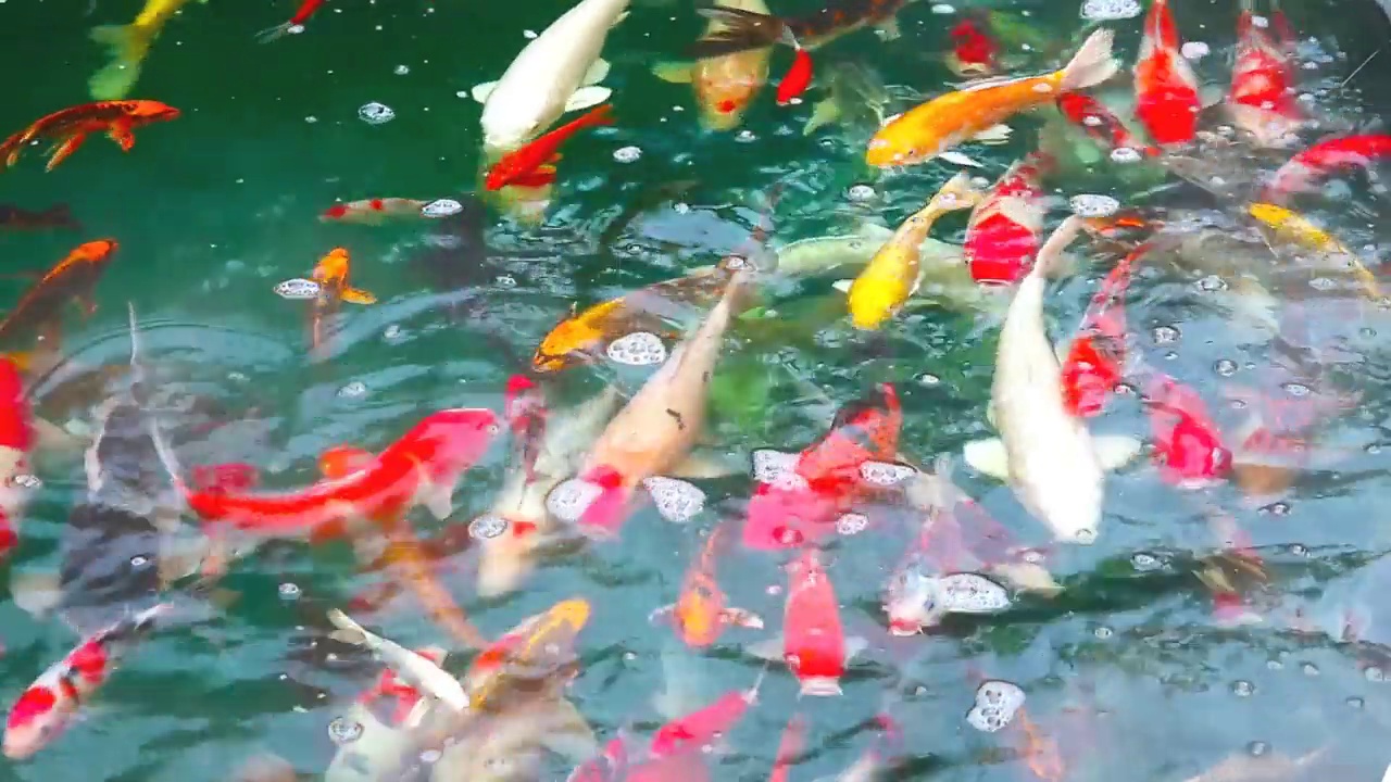 五颜六色的锦鲤或鲤鱼在池塘里游泳寻找食物视频素材