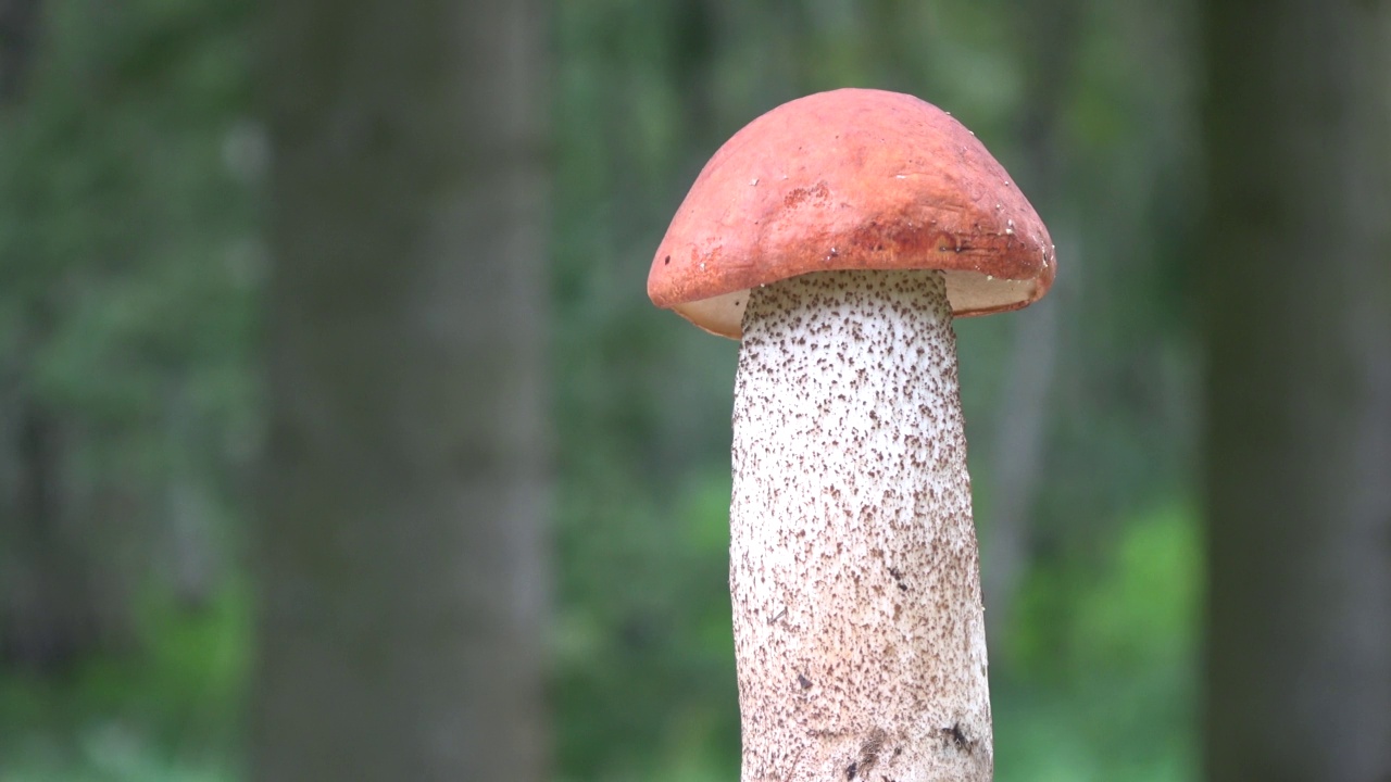 蘑菇橙帽牛肠旋转森林模糊背景视频素材