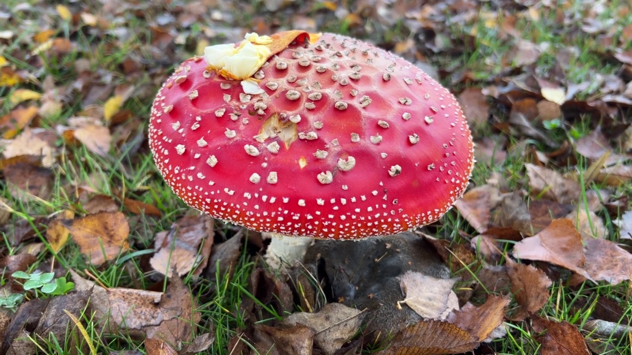 秋季草地上的蘑菇飞伞菌视频素材