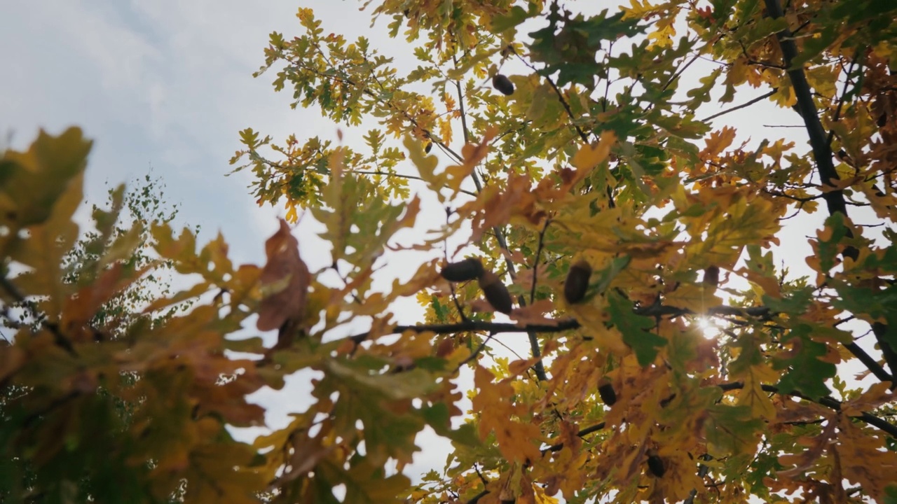 秋天森林里的橡树枝视频素材