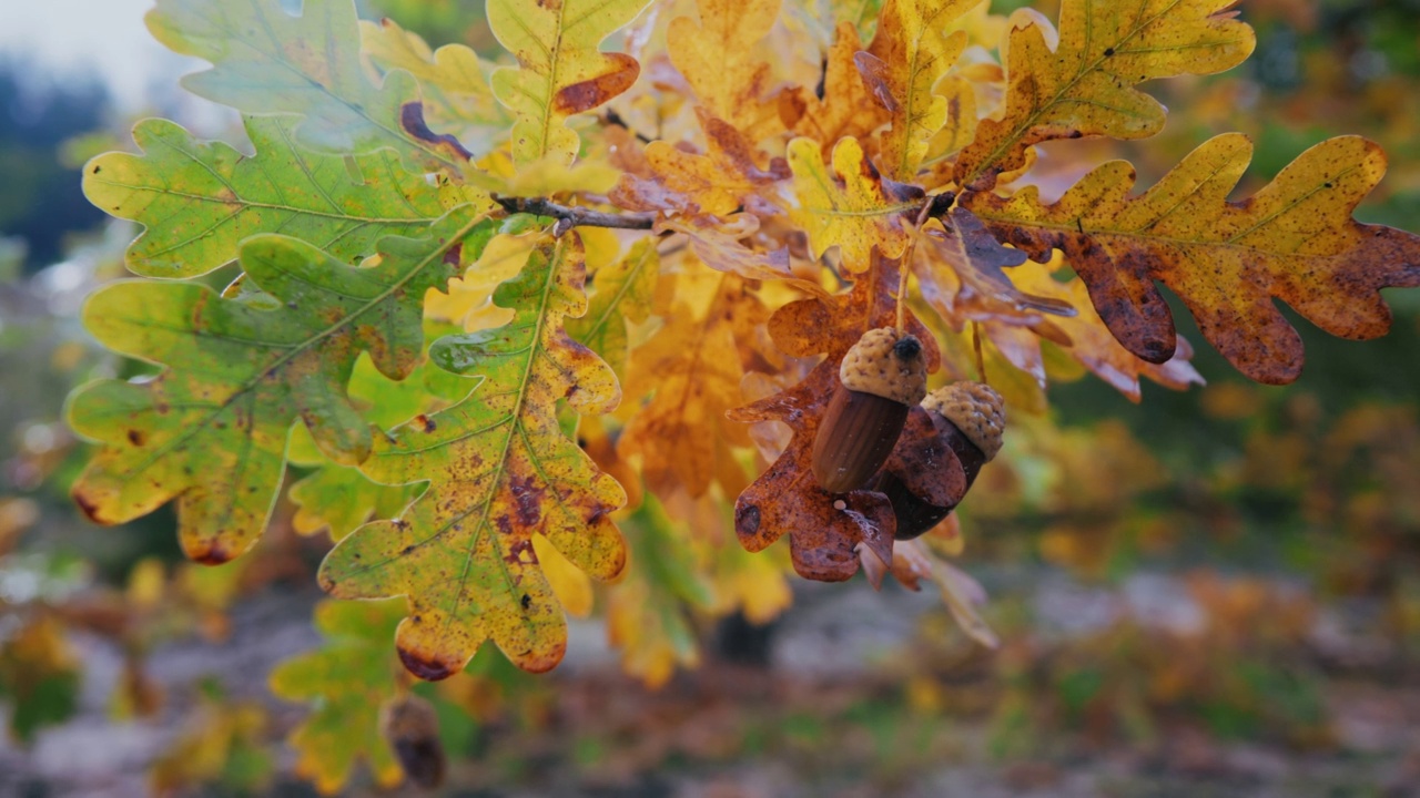 长着橡子的橡树枝和泛黄的秋叶。视频下载