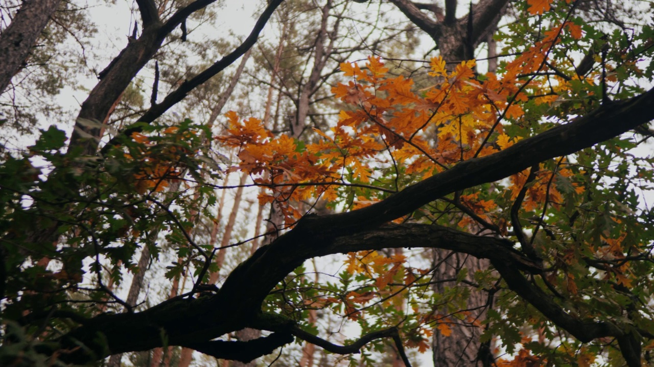 树枝上的黄色橡树叶子视频素材