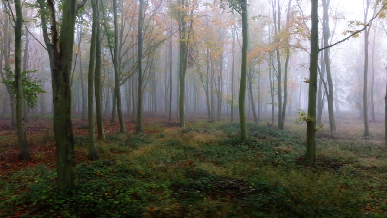 无人机剪辑平移通过一个美丽的雾蒙蒙的林地场景视频素材