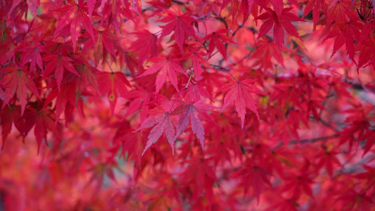 秋天的红枫视频素材